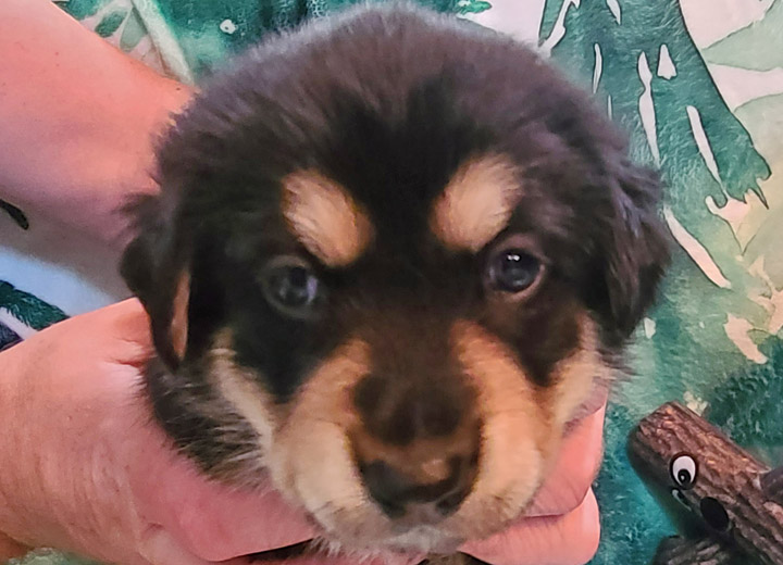 chinook puppy